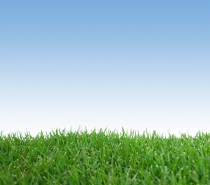 Grass